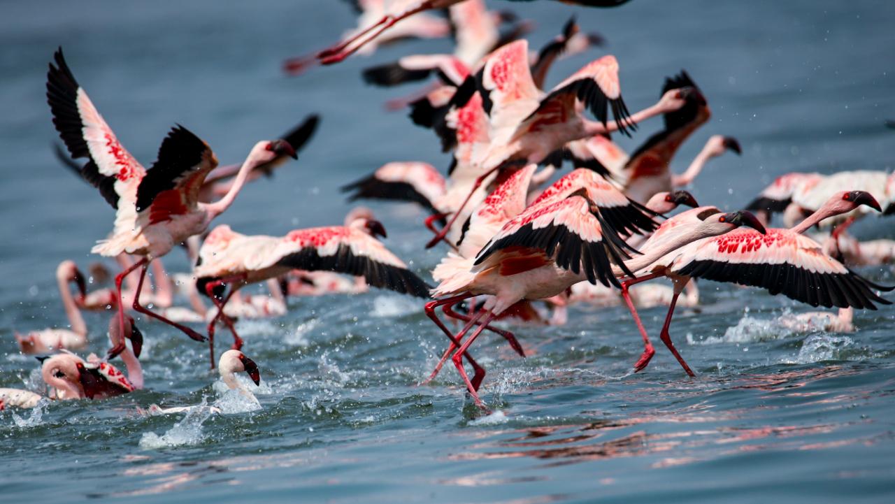 Thane Creek is an ideal ground for Flamingos to live and rest during the winter. The wetlands provide abundant food: the blue-green algae and crustaceans due to which the flamingos acquire various shades of pink